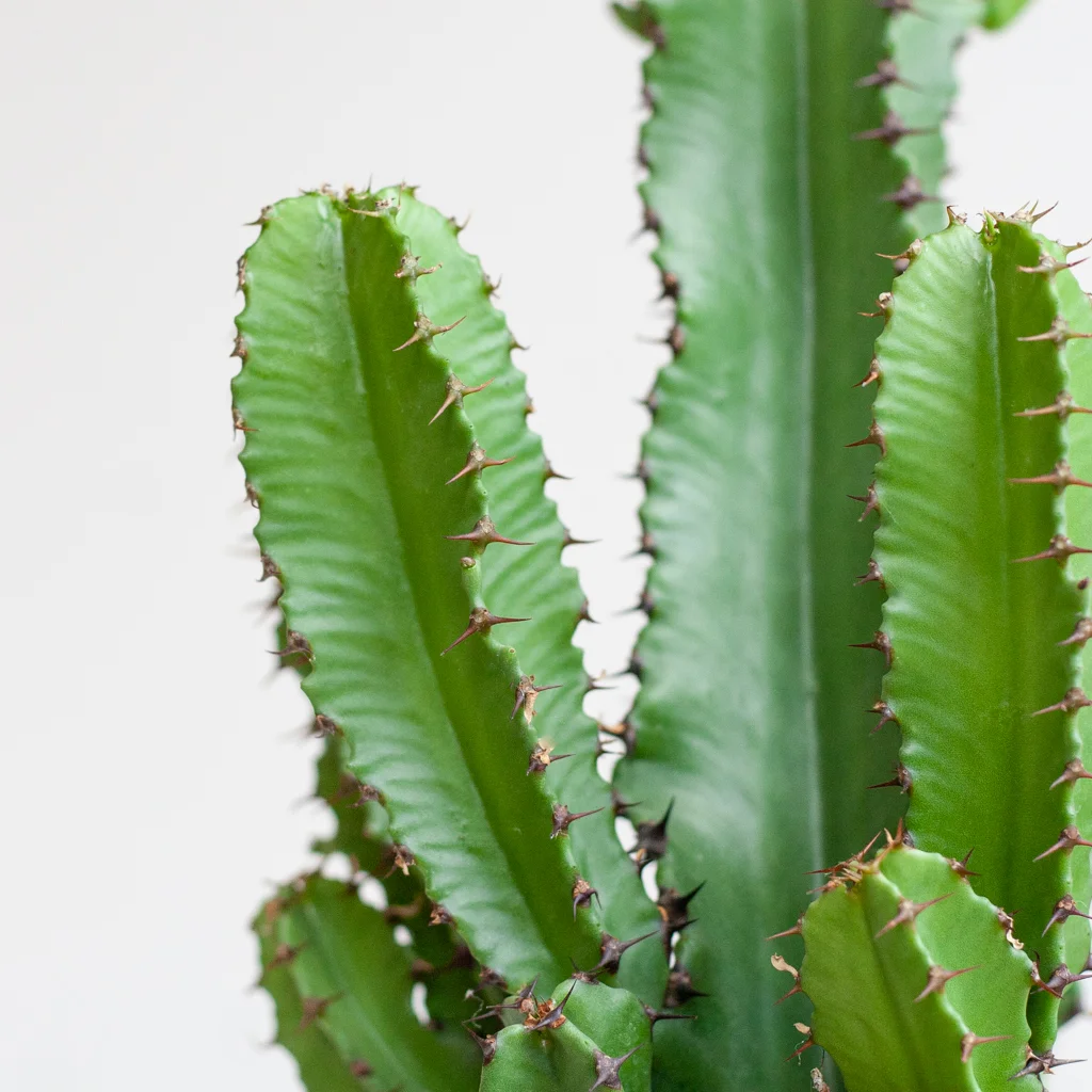 Cactus Euphorbia p17 – 6