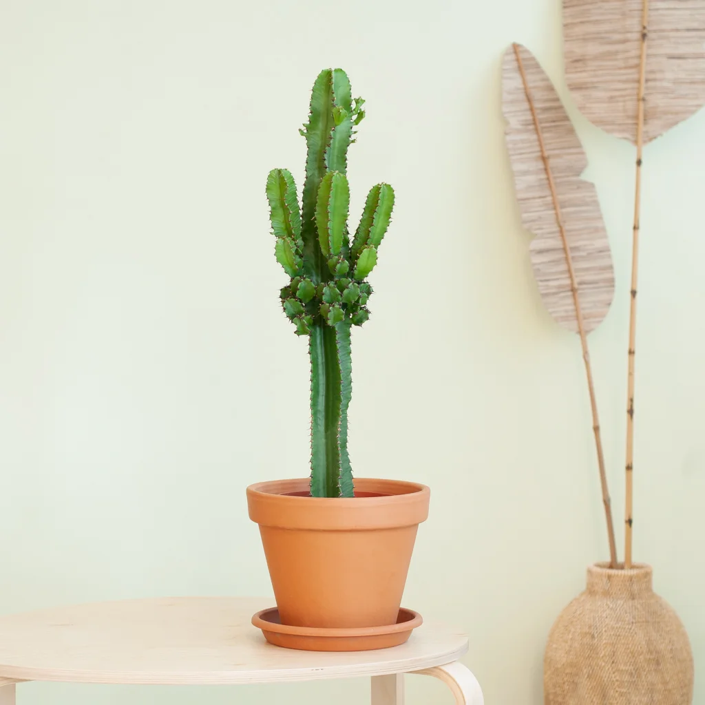 Cactus Euphorbia -Lifestyle