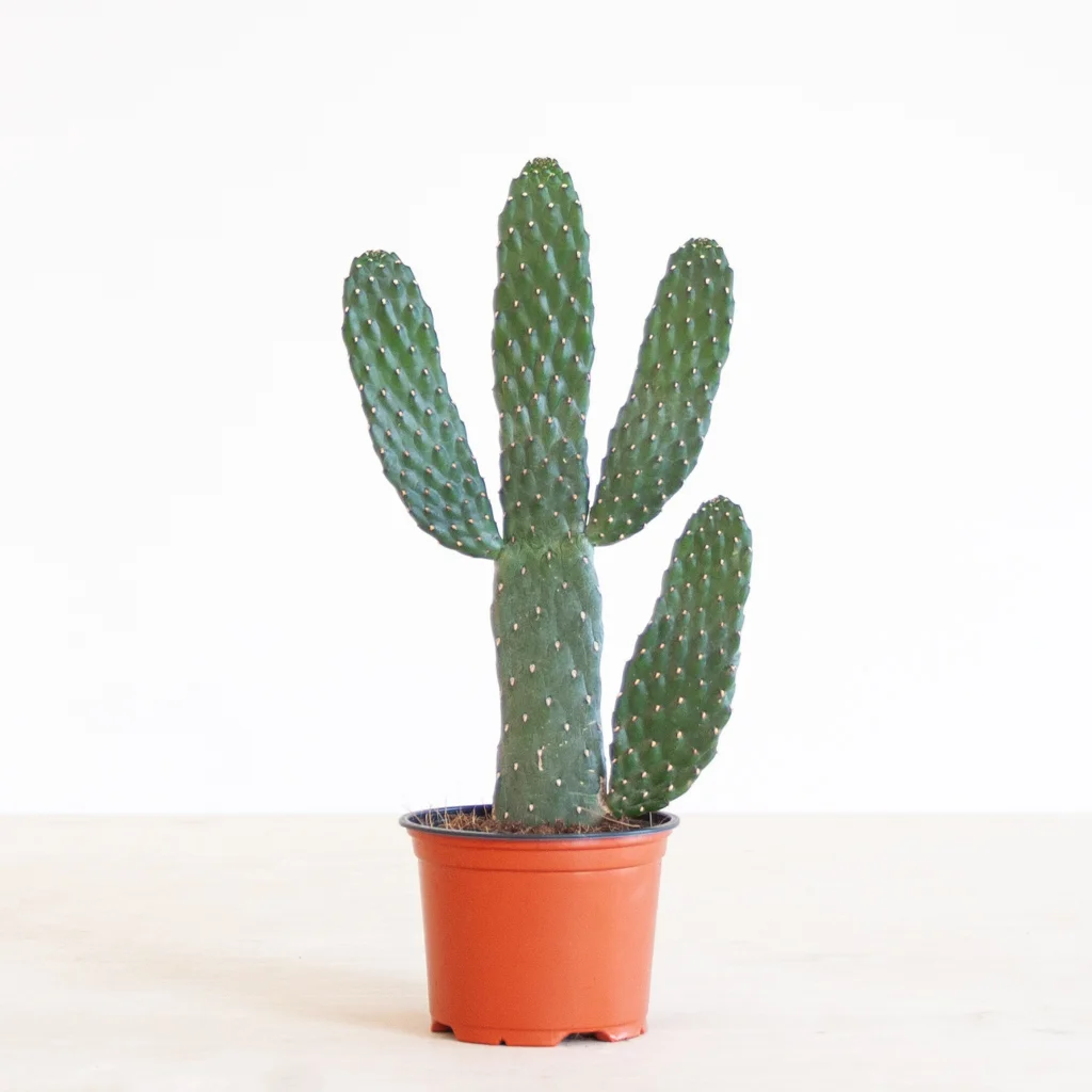 Cactus Opuntia p12 – 1