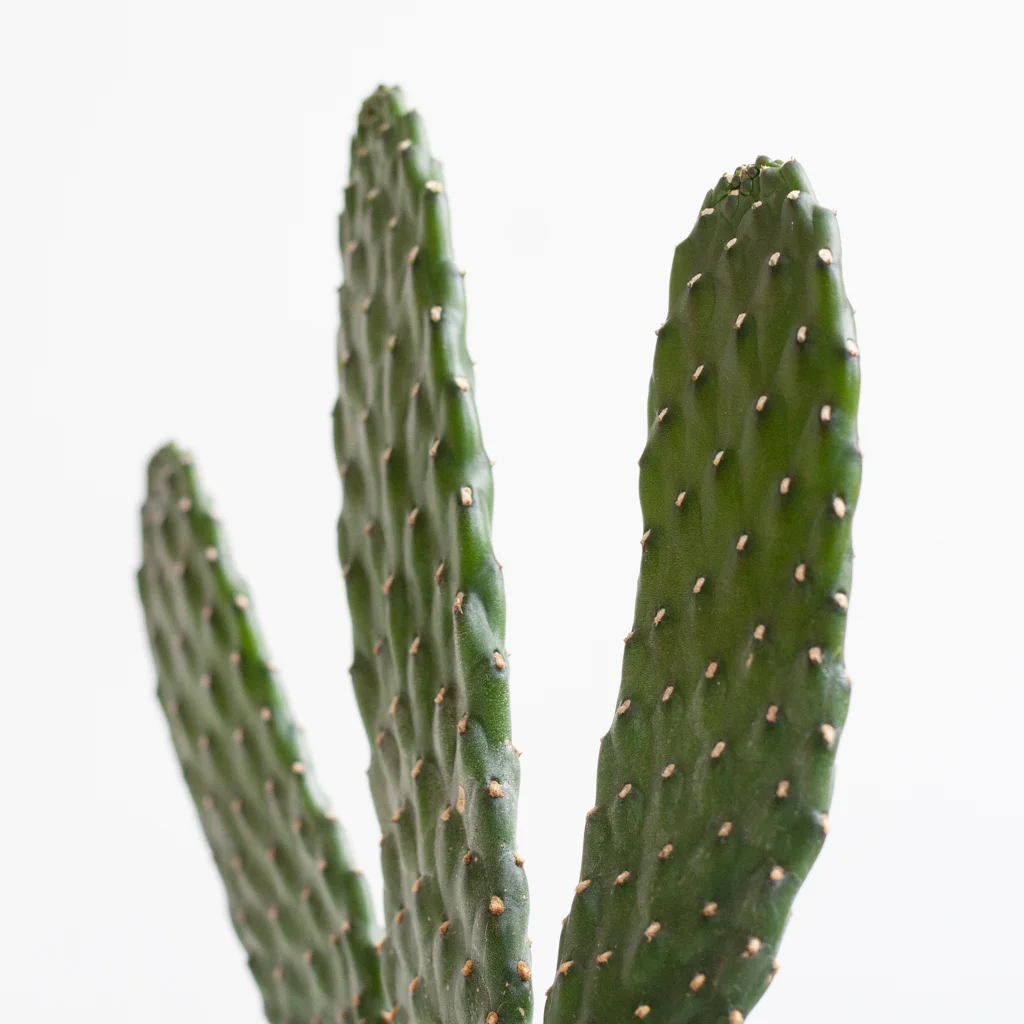 Cactus Opuntia p12 – 7