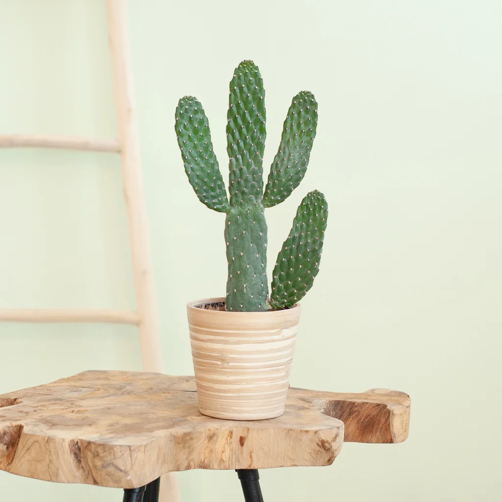 Cactus Opuntia p12 – Lifestyle
