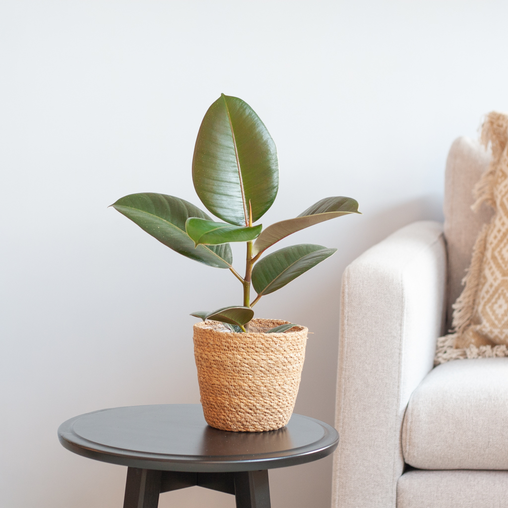 Ficus Elastica - Rubberplant - P12