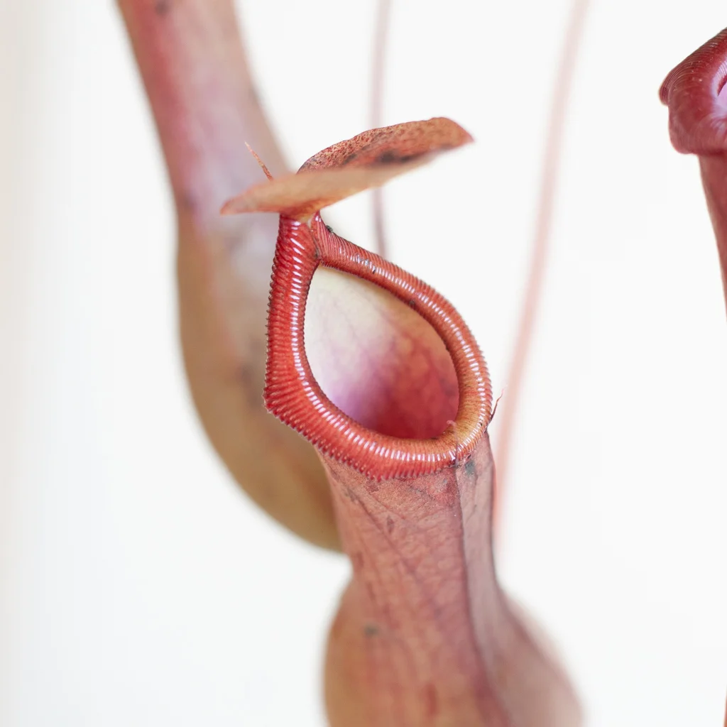 Nepenthes Alata – 4