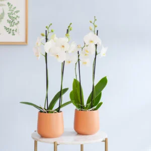 Plantje.nl Phalaenopsis Duo - Wit Vlinderorchidee aanbieding