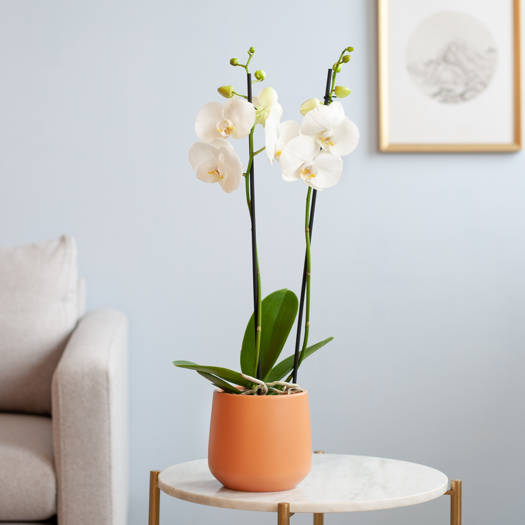 Phalaenopsis Vlinderorchidee