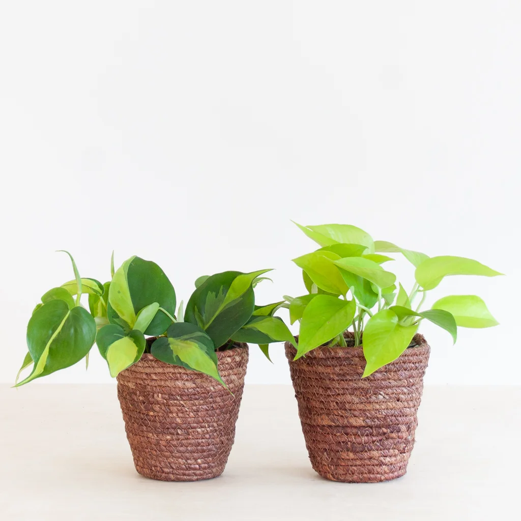 Philodendron Duo p12 – 2