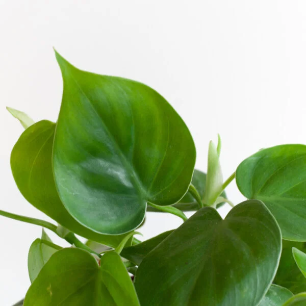 Philodendron Scandens