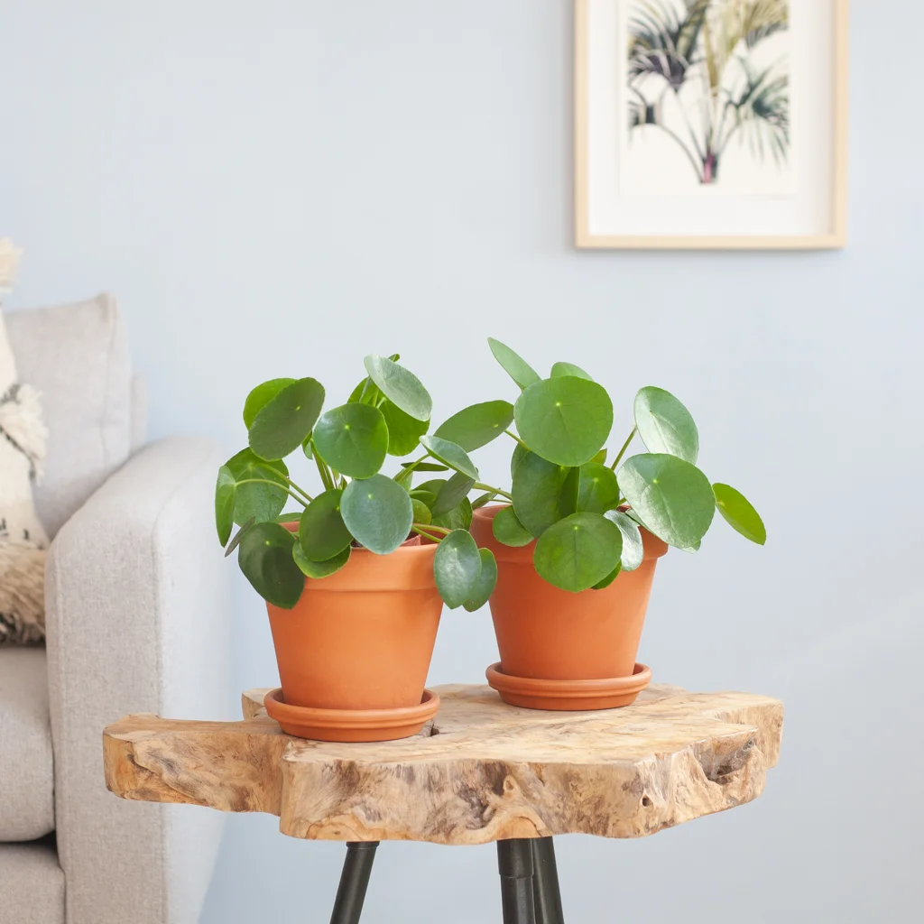 Pilea Peperomioides Duo p12 – Lifestyle