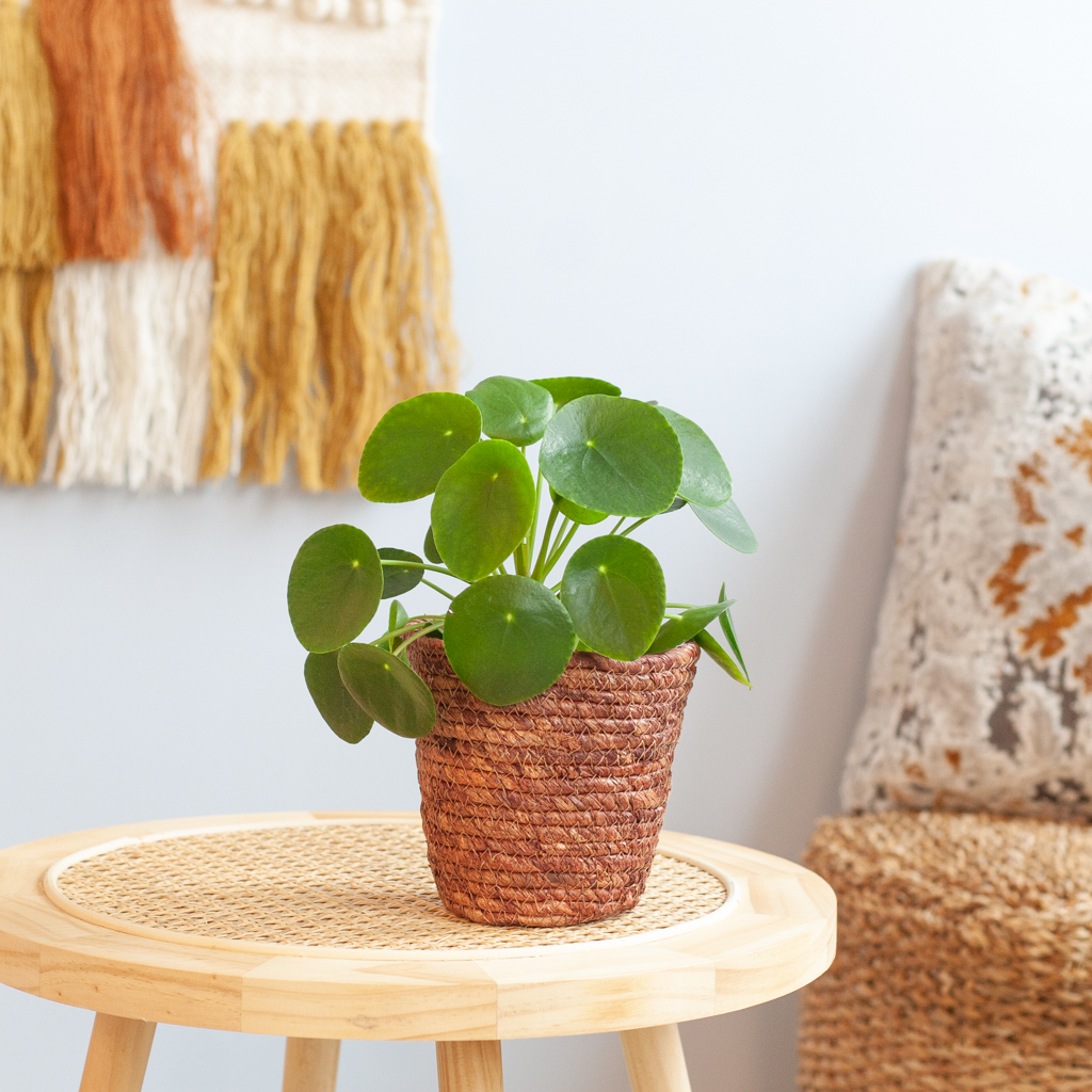 Pilea Peperomioides