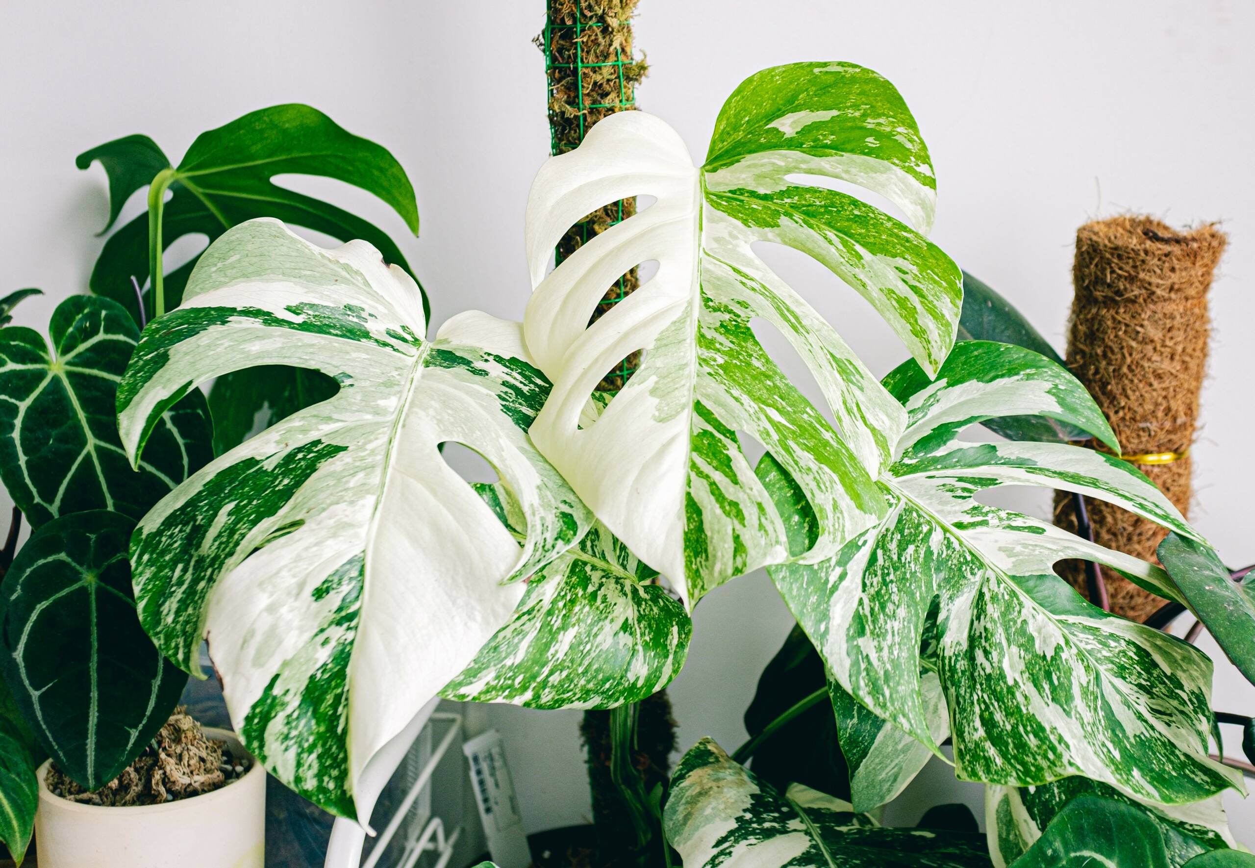 Monstera Variegata