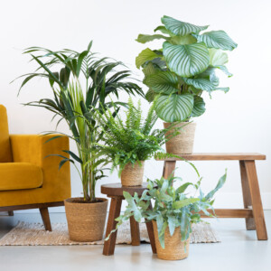 Groen Interieur Plantenbox