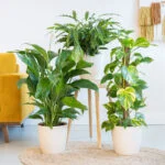 Luchtzuiverende Plantenbox – Lifestyle