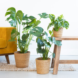 Monstera Plantenbox