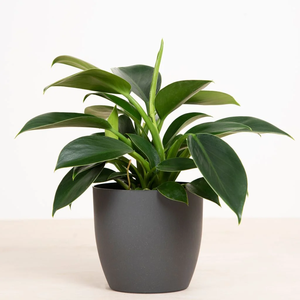Philodendron Green Princess – 1