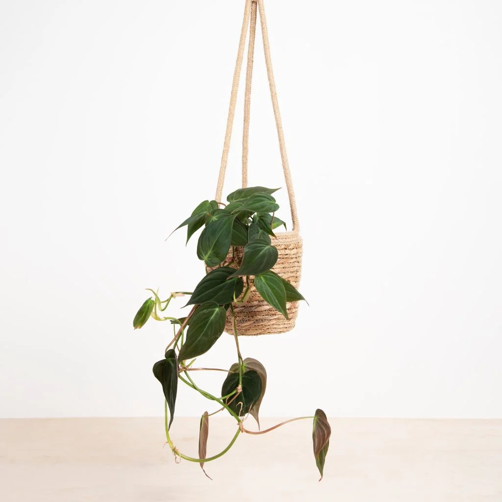 Philodendron Scandens Micans – 1