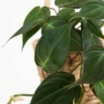 Philodendron Scandens Micans – 2