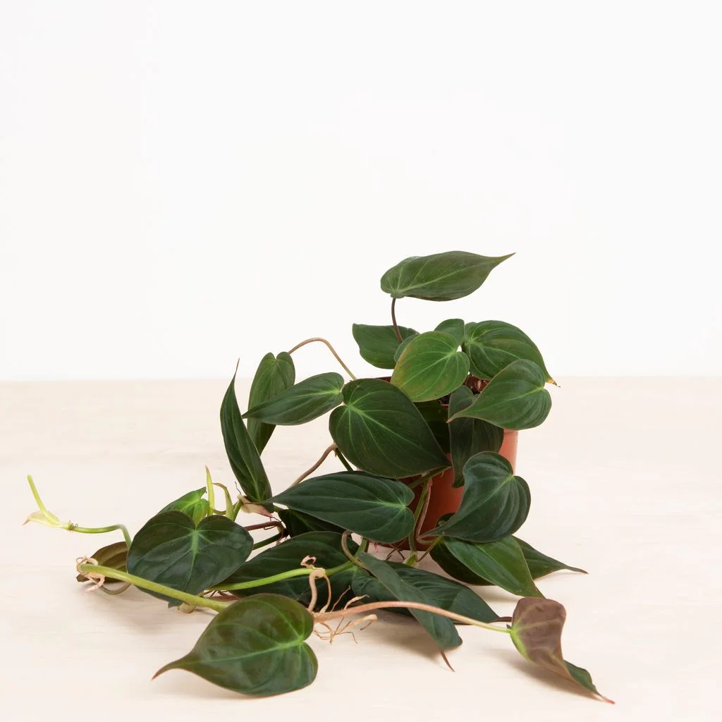 Philodendron Scandens Micans – 3