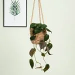 Philodendron Scandens Micans – 3
