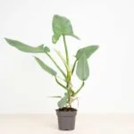 Philodendron Silversword – 2