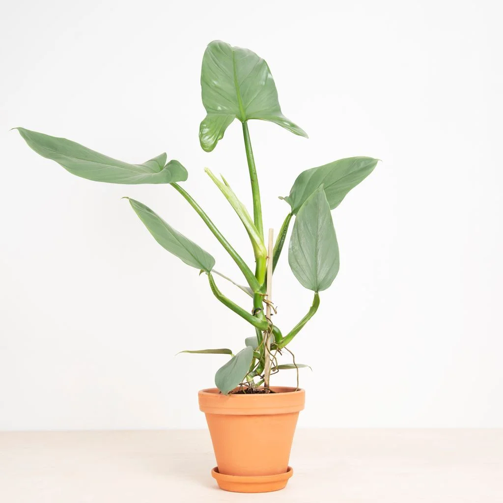 Philodendron Siversword – 1