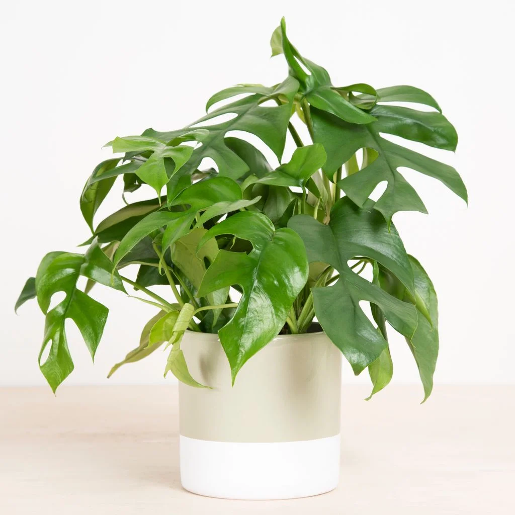 Philodendron Tetrasperma – 1