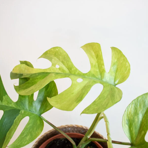 rhaphidophora tetrasperma variegata