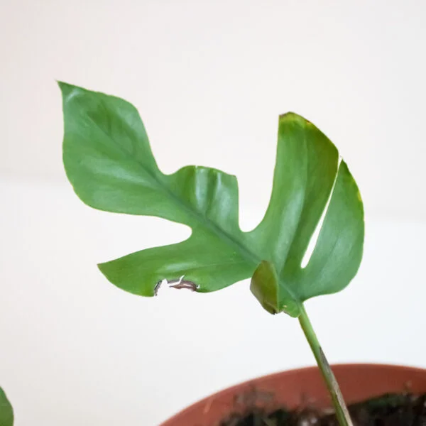 rhaphidophora tetrasperma variegata