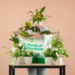 Groene Kneusjesbox inclusief biologische potten