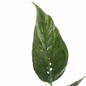 Epipremnum Pinnatum Variegata blad