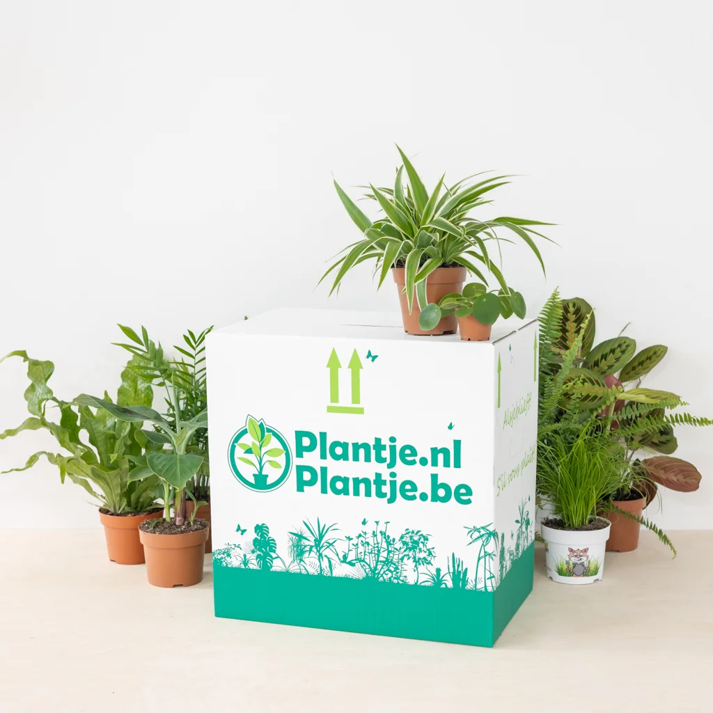 Katvriendelijke Plantenbox