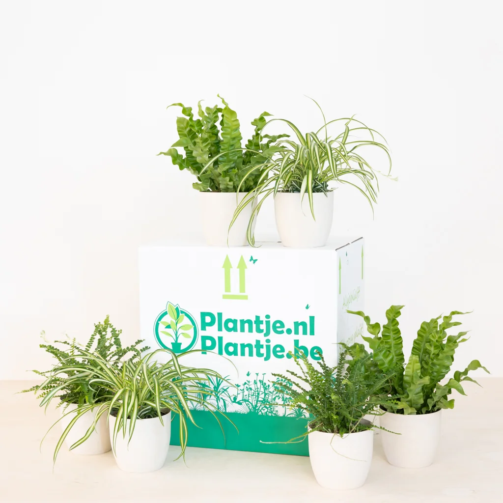 Luchtzuiverende Plantenbox incl. pot – 1