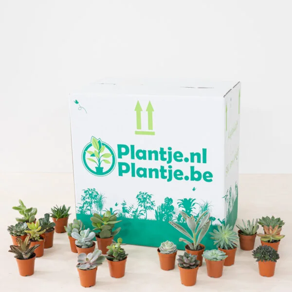 Mini Vetplantjesbox