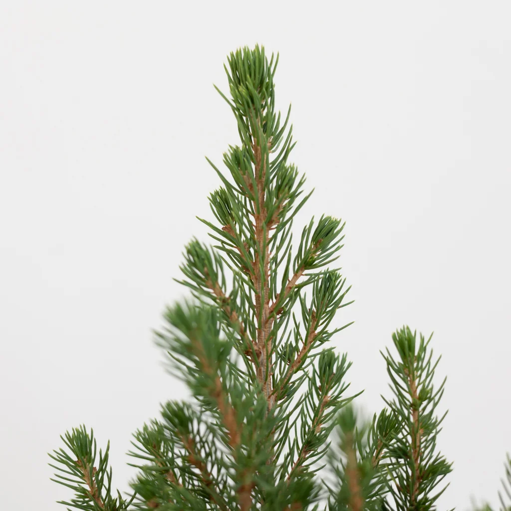 Picea Klein – 1