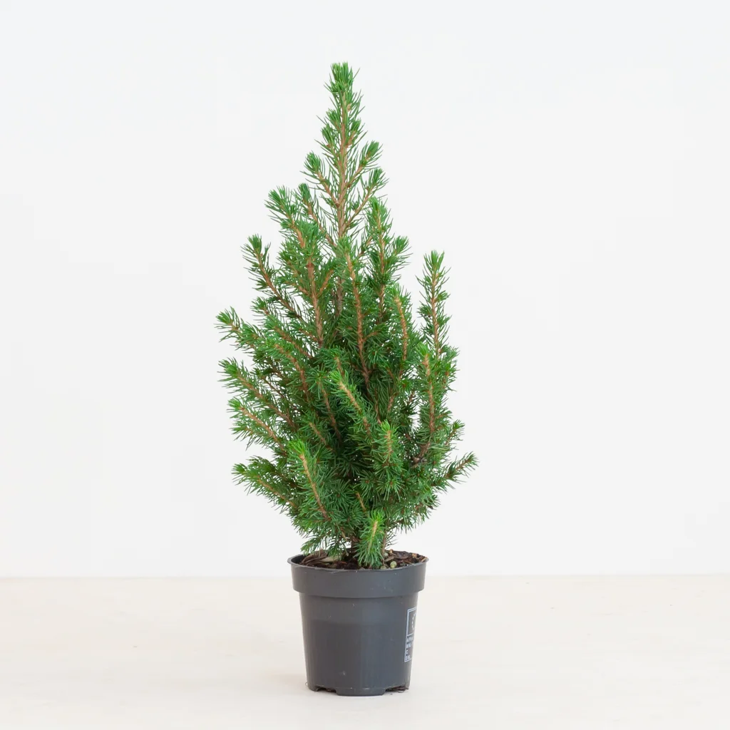 Picea Klein – 6