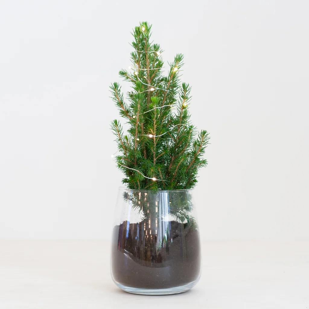 Picea Klein DIY – 8