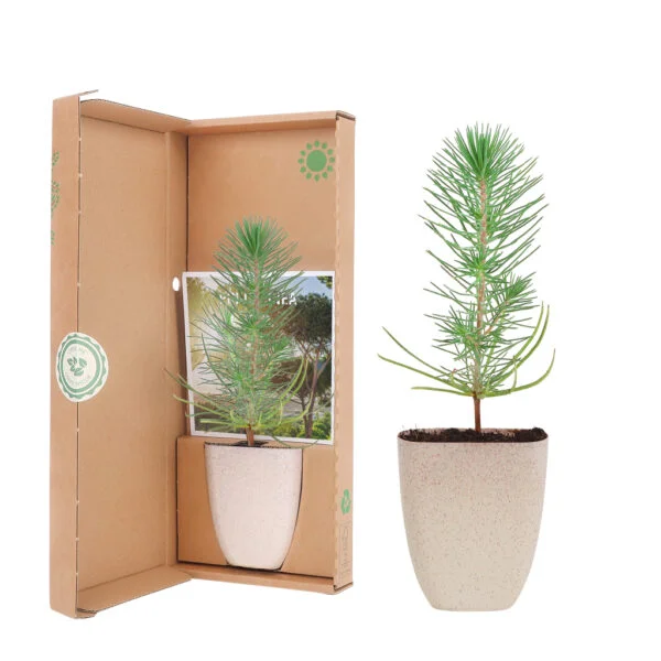 Pinus Pinea brievenbusboompje