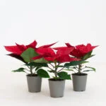 Poinsettia Klein 3 stuks – 1