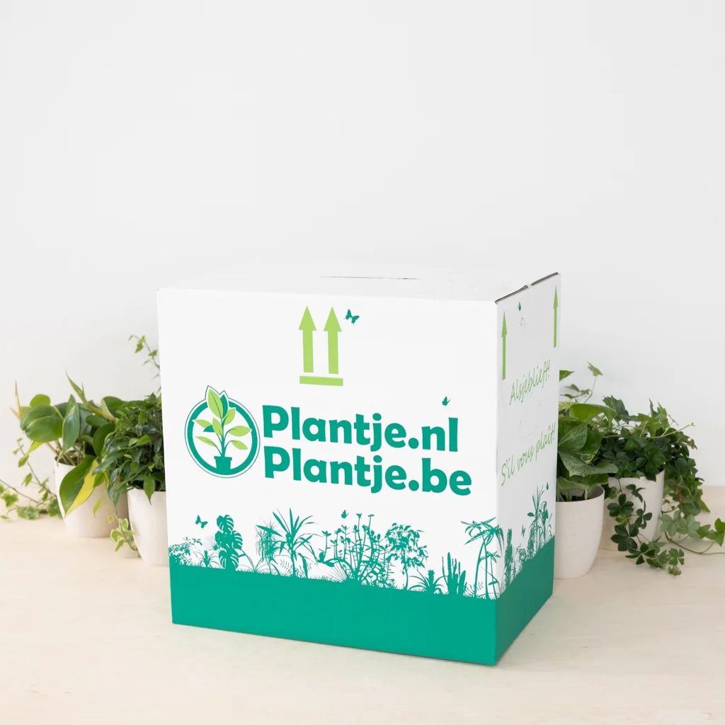 Plantenvoordeelbox (6 stuks)
