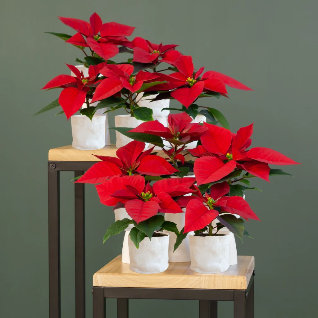 Kerststerren - Mini Poinsettia P6 (10 stuks)