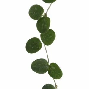 Hoya Serpens blad