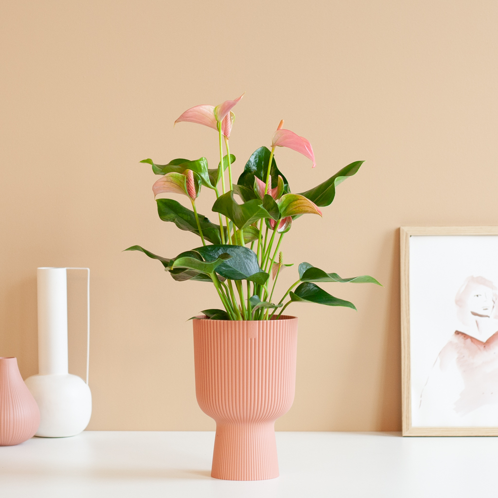 Anthurium Andreanum Roze (Flamingoplant) - P12