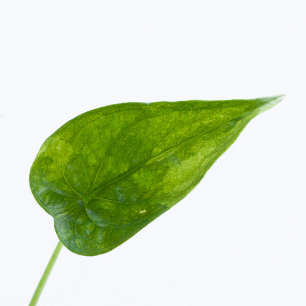 Alocasia Cucullata Variegata blad