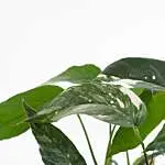 Epipremnum Pinnatum Variegata blad