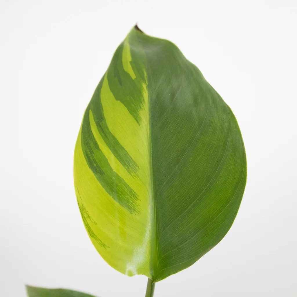 Strelitzia variegata