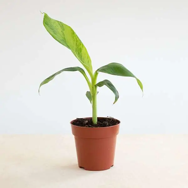 Musa variegata