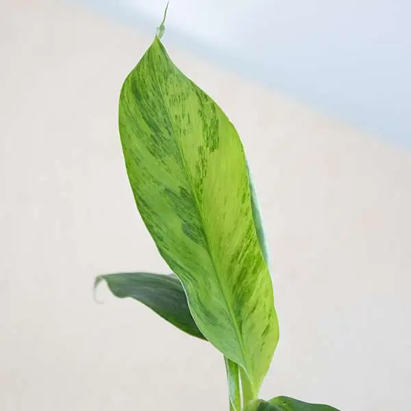 Musa variegata blad