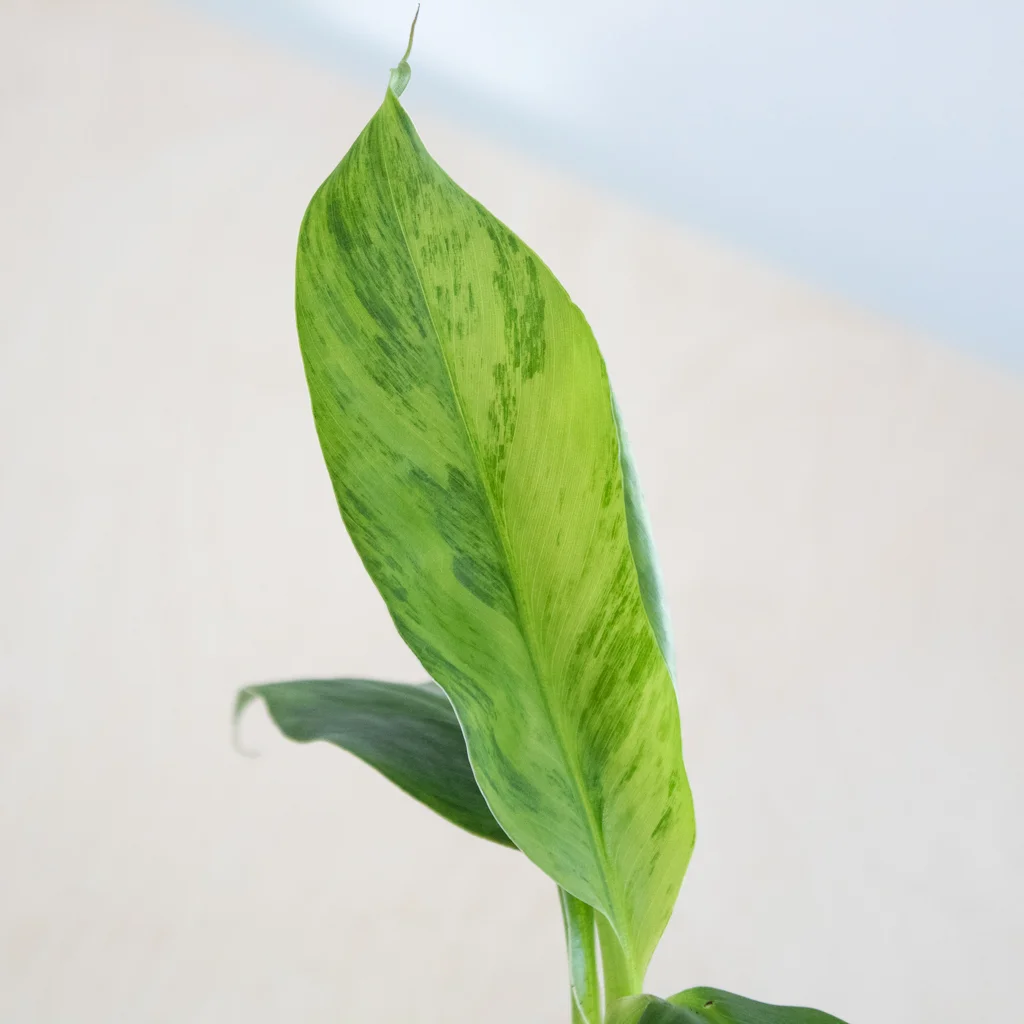Musa variegata blad