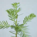 Sequoia-sempervirens-kust-mammoet-boom-coast-red-wood-tree-Brievenbus-bomen-boompjes-duurzaam-sustainable-groen-cadeau-gift-letterbox-trees-unique-gift-bloompost[800]-5