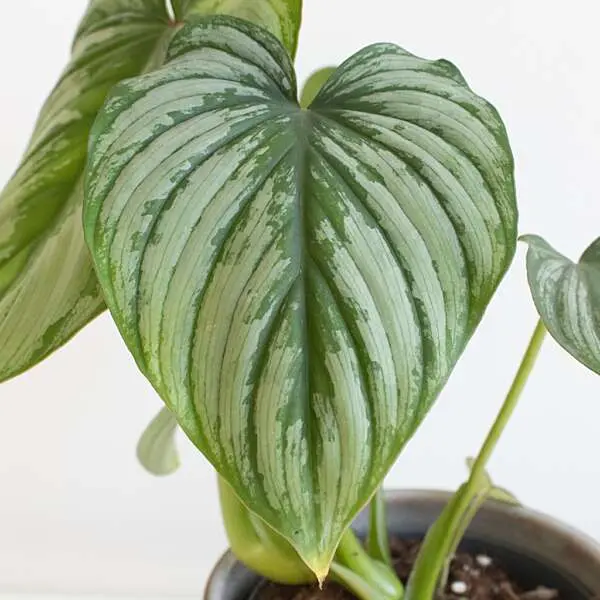 Philodendron Mamei blad