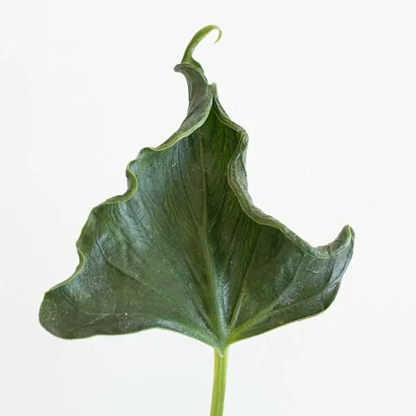 Alocasia Triangularis blad